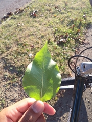 Populus balsamifera