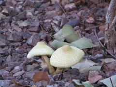 Leucocoprinus
