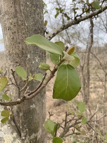 lowveld fig