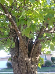 Populus balsamifera