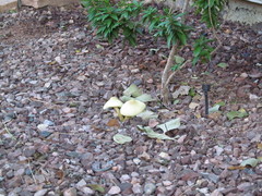 Leucocoprinus