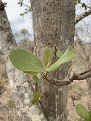 Ficus stuhlmannii image