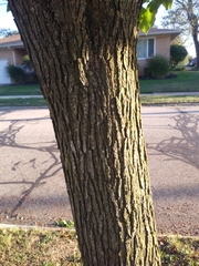 Populus balsamifera