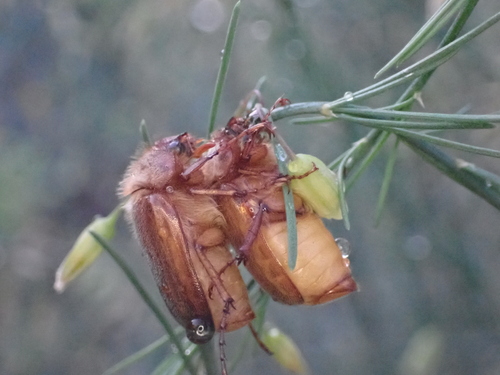 Amphimallon burmeisteri