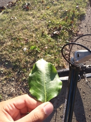 Populus balsamifera