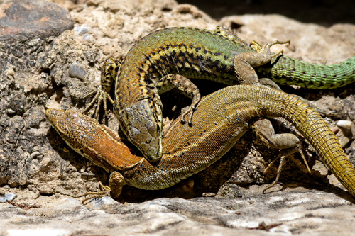 Iberian Wall Lizard, Podarcis hispanicus