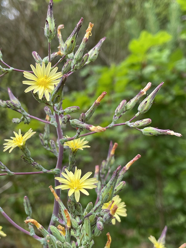 Lactuca virosa