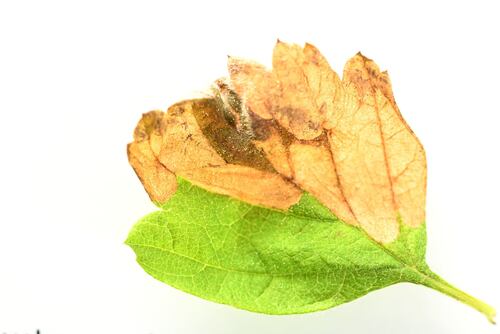 Purplish Birch-miner Moth photo 4