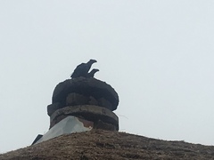 Corvus crassirostris