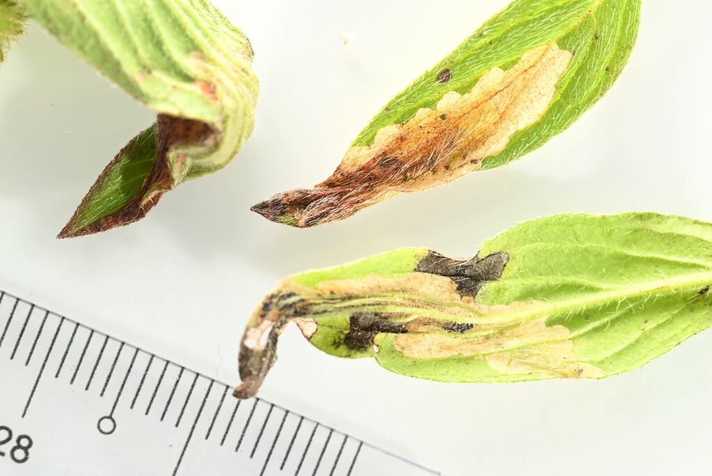 Coelopoeta phaceliae