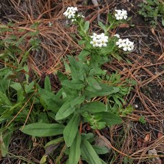 Lithospermum distichum