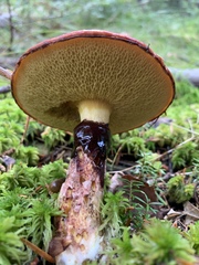 Suillus spectabilis