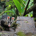 Andean White-eared Opossum - Photo (c) osoandino, some rights reserved (CC BY-NC), uploaded by osoandino