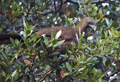 Ortalis squamata