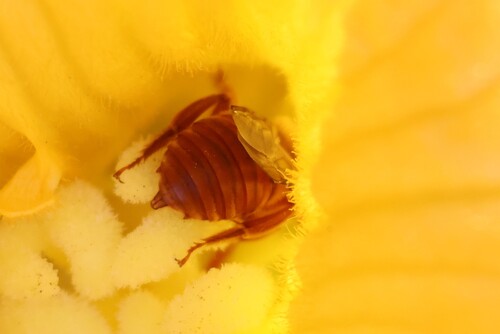 Red-tailed Squash Bee