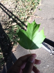 Acer saccharum