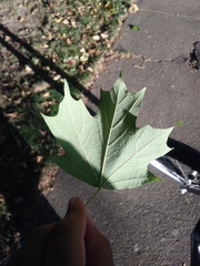 Acer saccharum