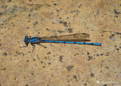 Argia lacrimans
