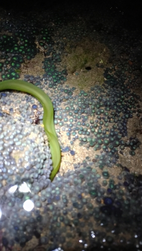 Green Moray Eel