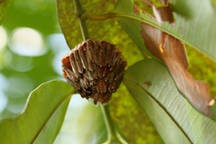 Apoica