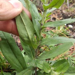 Lithospermum distichum