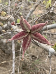 Sterculia rogersii image