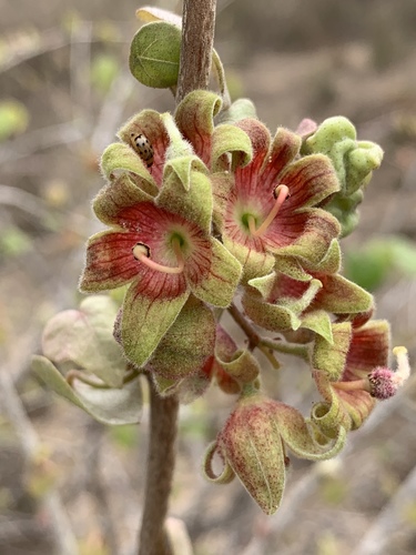 Common Star-Chestnut