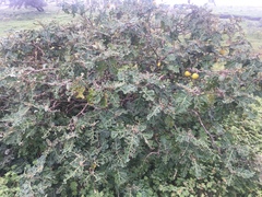Solanum