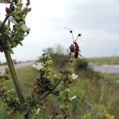 Compsocerus violaceus