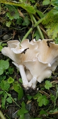 Clitocybe dilatata