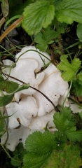 Clitocybe dilatata