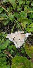 Clitocybe dilatata