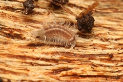 Polyxenida
