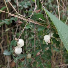 Symphoricarpos microphyllus