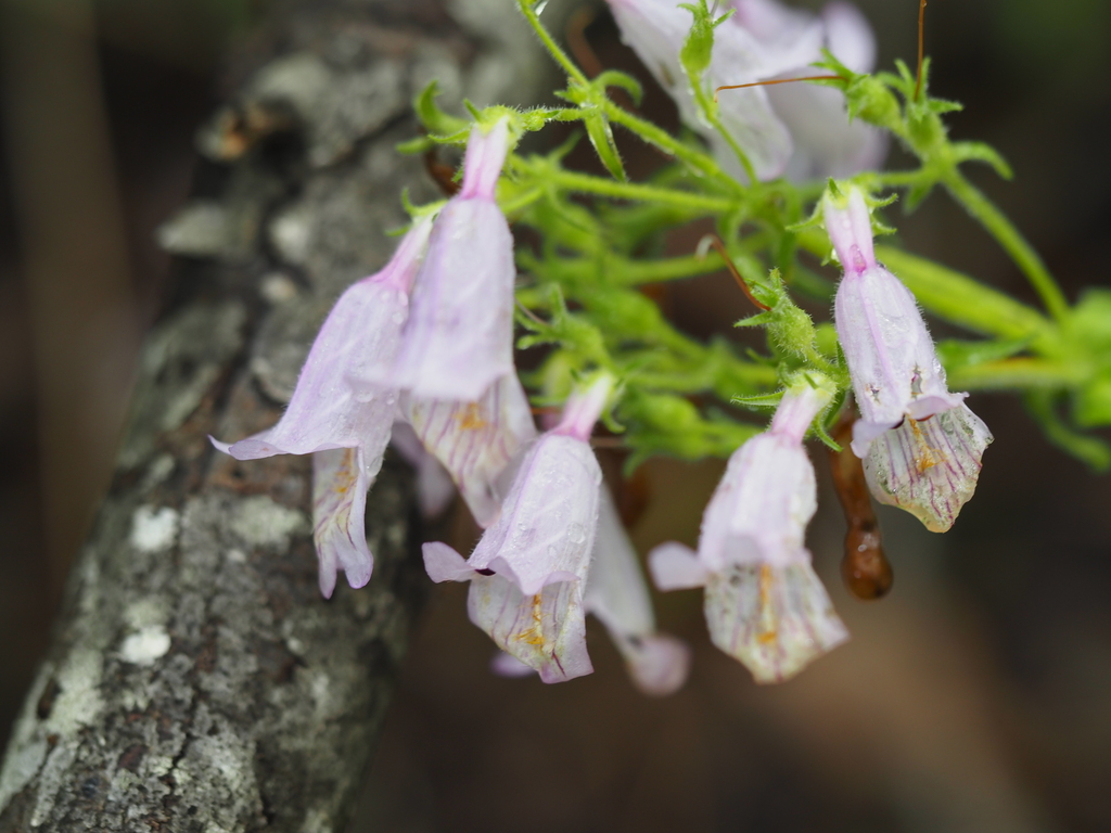Penstemon canescens; photograph (c) Clay Gibbons, some rights reserved (CC BY)