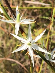 Pleea tenuifolia
