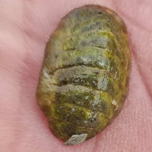 Grey Mail-shell, Texel, NL-NH, NL, photo 8 of 10