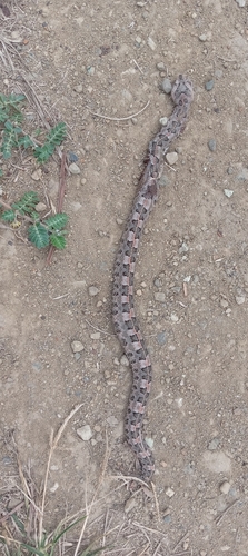 Manabí Hognose Viper