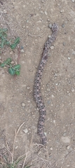 Manabí Hognose Viper