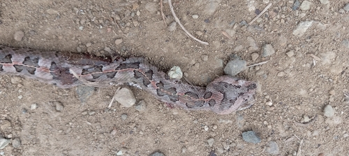 Manabí Hognose Viper