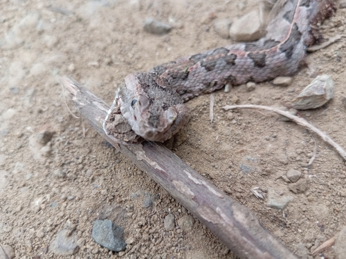 Manabí Hognose Viper