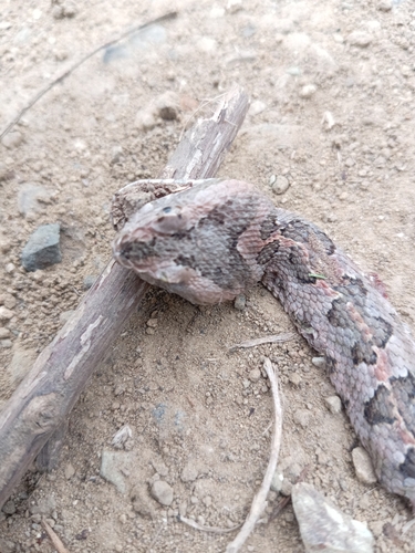 Manabí Hognose Viper