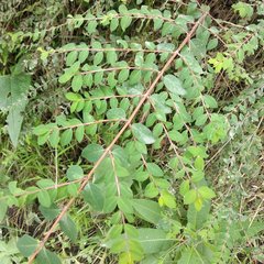 Symphoricarpos microphyllus