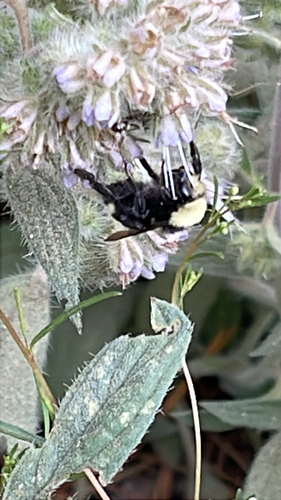 iNaturalist observation photo of Yellow-faced Bumble Bee