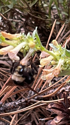 iNaturalist observation photo of Bumble Bees