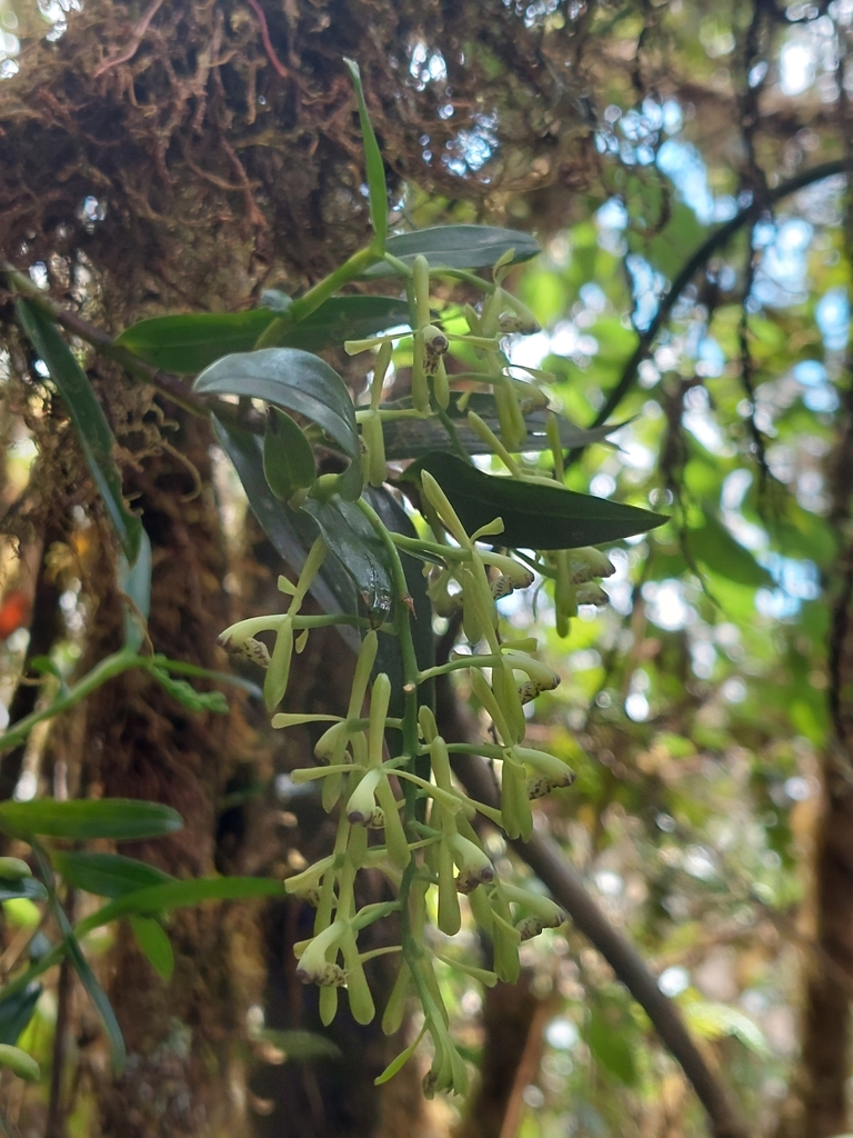 Epidendrum erosum