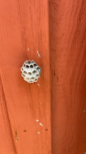 iNaturalist observation photo of Paper Wasps