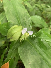 Commelina paludosa
