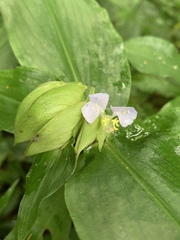 Commelina paludosa