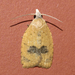 Lentiginos Moth - Photo (c) assmann, some rights reserved (CC BY-NC), uploaded by assmann